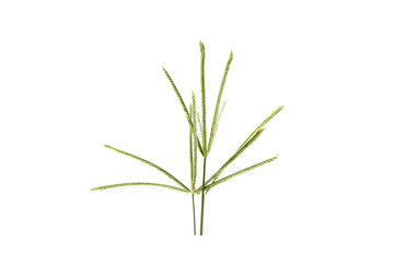 Naklejka premium Isolated green grass sprig with narrow leaves and seed heads, cutout On Transparent Background, minimal botanical macro, natural texture for design, agriculture or ecology concepts.