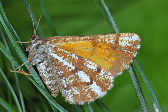 Bordered white or pine looper (Bupalus piniaria), is a moth of the family Geometridae. The caterpillars of this insect are dangerous pests of pine forests.