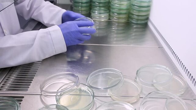 The scientist prepares for the experiment in a sterile microbiological cabinet, lays out petra dishes and reopens them.