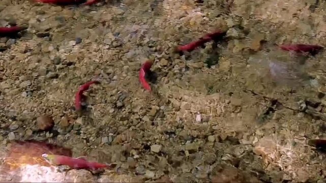 Red Salmon Spawning in Shallow Rocky River - Clear Water Fish