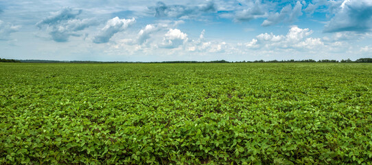 Green soybean field under a picturesque cloudy sky on a sunny day © pavlobaliukh