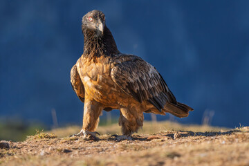 Fototapeta premium Majestic frontal portrait of a wild Bearded Vulture (Gypaetus barbatus) standing on the ground