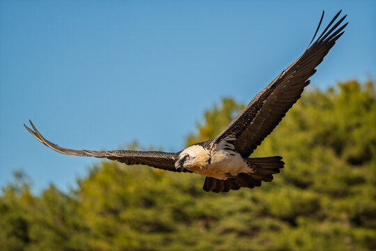 Wild Bearded Vulture (Gypaetus barbatus) performing an agile turn in flight