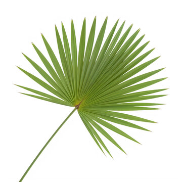 A green palm leaf with long thin spikes
