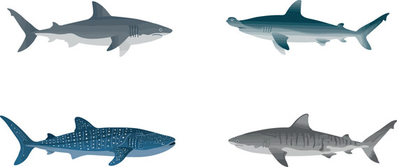 Fototapeta premium Shark Species Vector Illustration Set of Great White Hammerhead Whale Shark and Tiger Shark for Marine Biology and Ocean Wildlife Graphic Designs