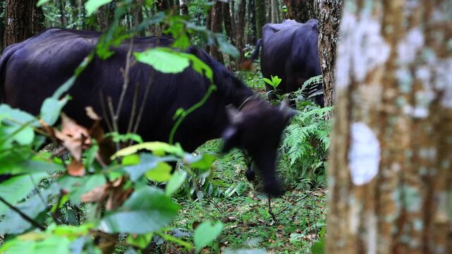 Two Water Buffalo's Standing in Forest Woodland of Pokhara, Nepal