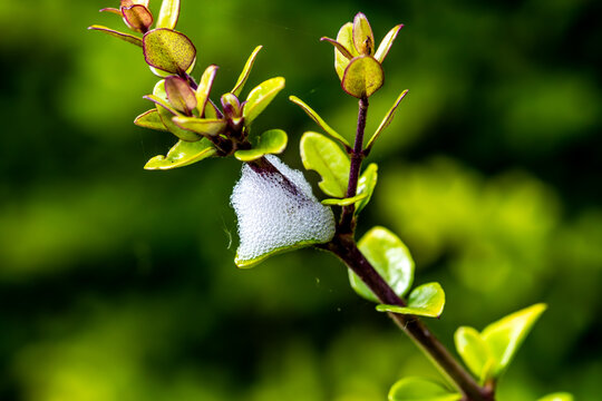 Spittlebug Foam