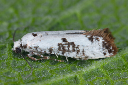 Prays fraxinella, also known as the ash bud moth, is a moth of the family Plutellidae found in Europe. The larvae are leaf miners, feeding on the leaves and buds of ash trees.