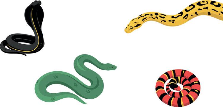 Snake Character Vector Illustration Set of Cobra Anaconda Python and Coral Snake Species for Wildlife Nature and Education Graphic Designs