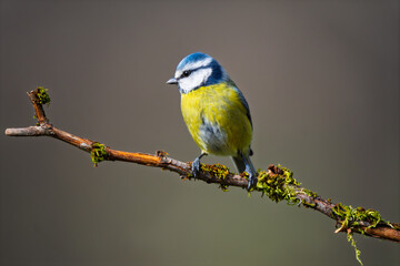 Eurasian Blue Tit (Cyanistes caeruleus) perched on a mossy branch © Jhony