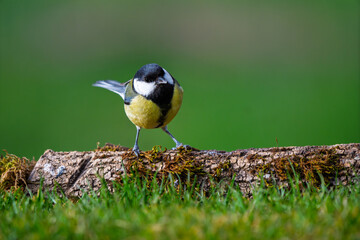Front view of a Great Tit (Parus major) perched on a mossy log © Jhony