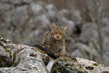 Frontal portrait of a wild European Wildcat (Felis silvestris) looking directly at camera on rocky terrain © Jhony