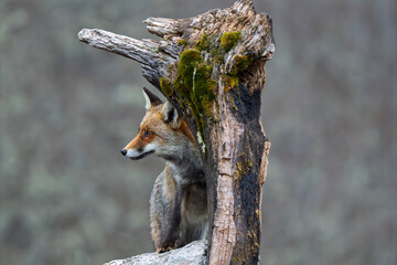 Profile portrait of a wild Red Fox (Vulpes vulpes) peeking from behind a mossy deadwood stump © Jhony
