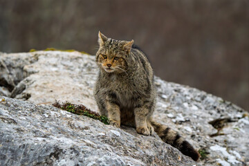 Wild European Wildcat (Felis silvestris) sitting alert on a rugged rock © Jhony