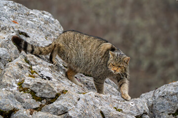Wild European Wildcat (Felis silvestris) descending a rugged rock face © Jhony