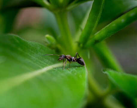 ant on a leaf