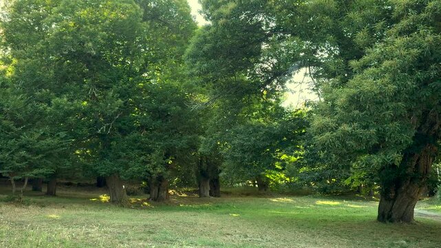 Trees stand tall in green park. Grass covers ground beneath. Sunlight filters through leaves. Shadows dance across lawn. Nature scene, peaceful and calm. No animals or specific plants shown