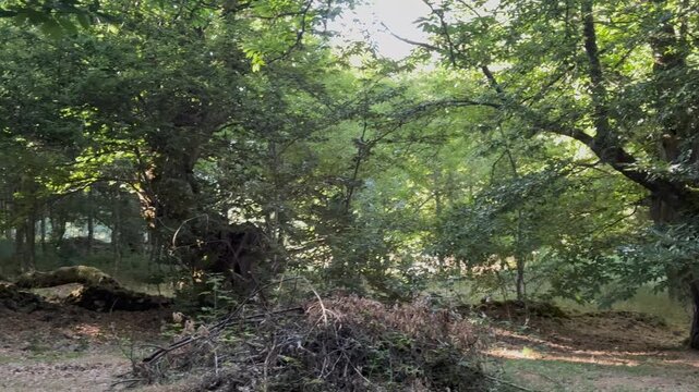 Sunlight filters through dense green foliage. Large, ancient trees dominate the forest floor. Black dog walks calmly beneath the canopy. Ground covered in dry leaves and twigs