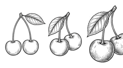 Black and white cherry vector illustration with two ripe cherries and leaf botanical fruit engraving isolated on white background © B