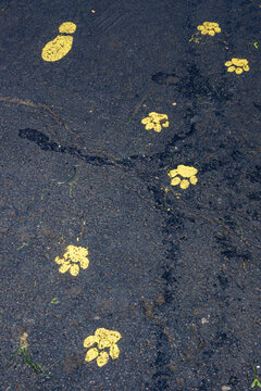 Footprints on the floor