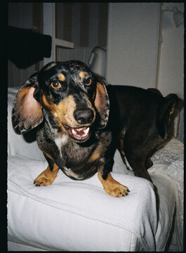 Dachshund dog standing on white couch looking at camera