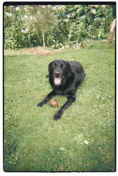 Black Labrador dog lying on grass with toy ball