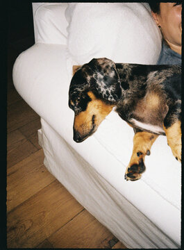 Dapple dachshund dog relaxing with owner indoors