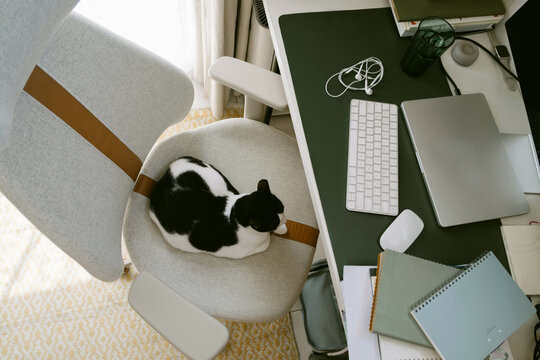 Cat sleeping on a chair at a working desk