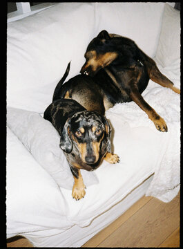 Two domestic dogs resting on white sofa at home