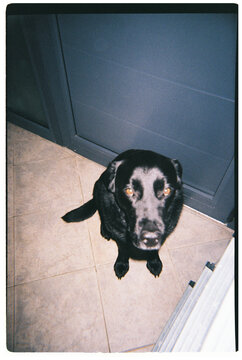 Black dog sitting on floor looking up with loyalty
