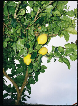 Lemon tree bearing ripe yellow citrus fruit outdoors