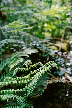 Lush fern leaves thriving in vibrant green forest