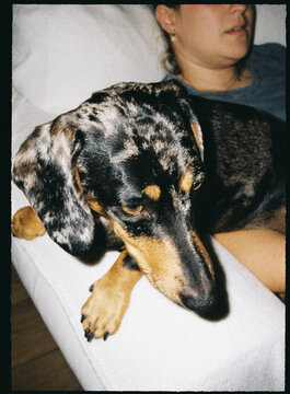Dapple dachshund dog relaxing with owner indoors