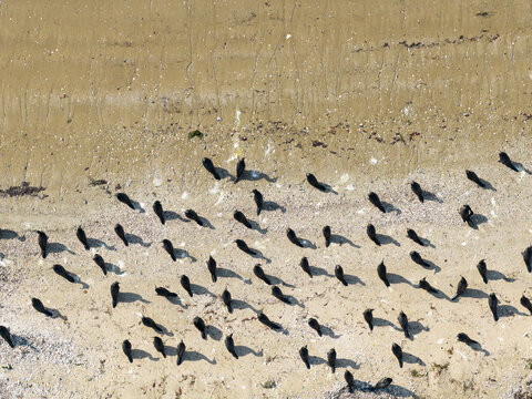 A flock of black cormorants casting shadows along a sandy beach