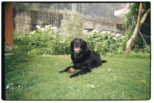 Black labrador retriever dog lying in grass with ball