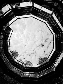 Being encircled by a tree-top walk