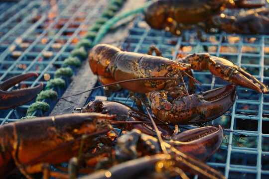 Lobsters in a fishing trap at a harbor in the evening light