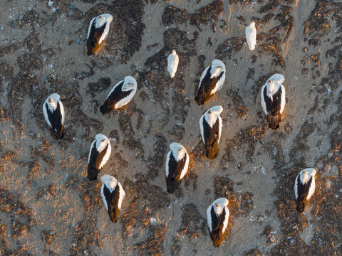 A flock of pelicans resting on a coastal beach