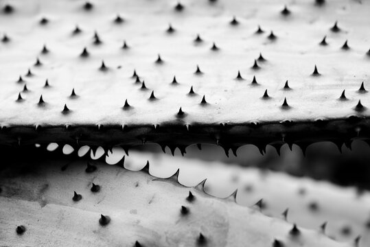 Abstract background with thorns