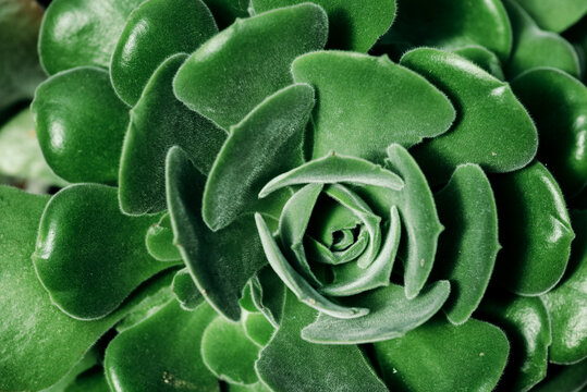 Abstract green plant leaves detail