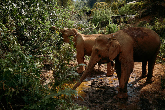 Elephants feeding in a lush green area near a water source