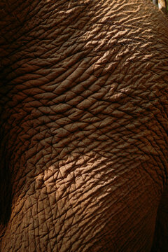 Close up view of an elephant's skin in natural light during daylight