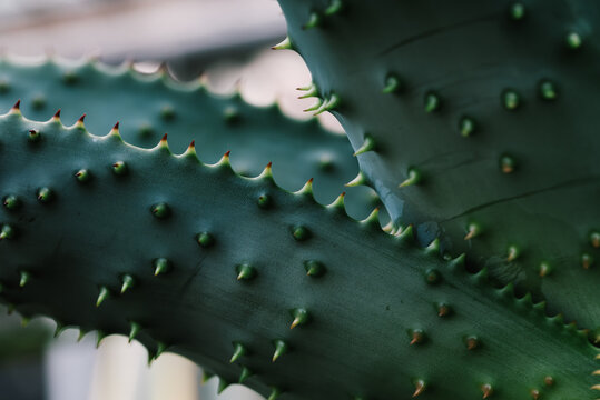 Abstract cactus plant detail with spikes