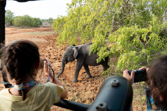 Kids Safari Adventure With Cameras, traveler Sri Lanka