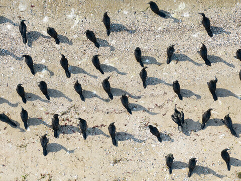 A flock of black cormorants casting shadows along a sandy beach