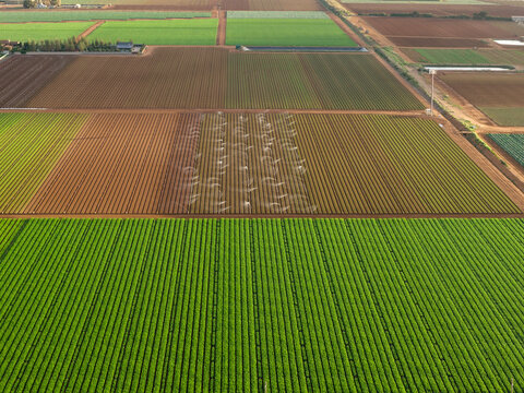 Sprinklers watering a plot in the middle of a green market garden