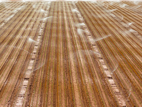 Irrigation sprinklers watering a plot rich soil in a market garden