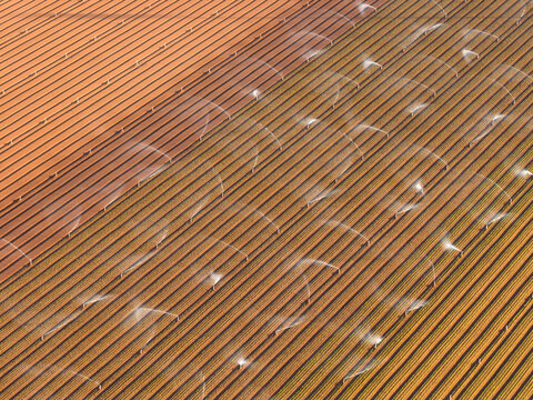 Irrigation sprinklers watering a plot rich soil in a market garden
