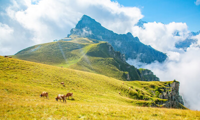 Obraz premium Grazing cows in high Alps mountains, Switzerland