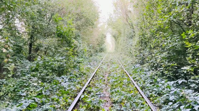 Camera moving on railway track passing through a natural tunnel formed by lush green trees in summer. Sunlight gently illuminates the leaves, creating a vibrant arch of foliage above the rails